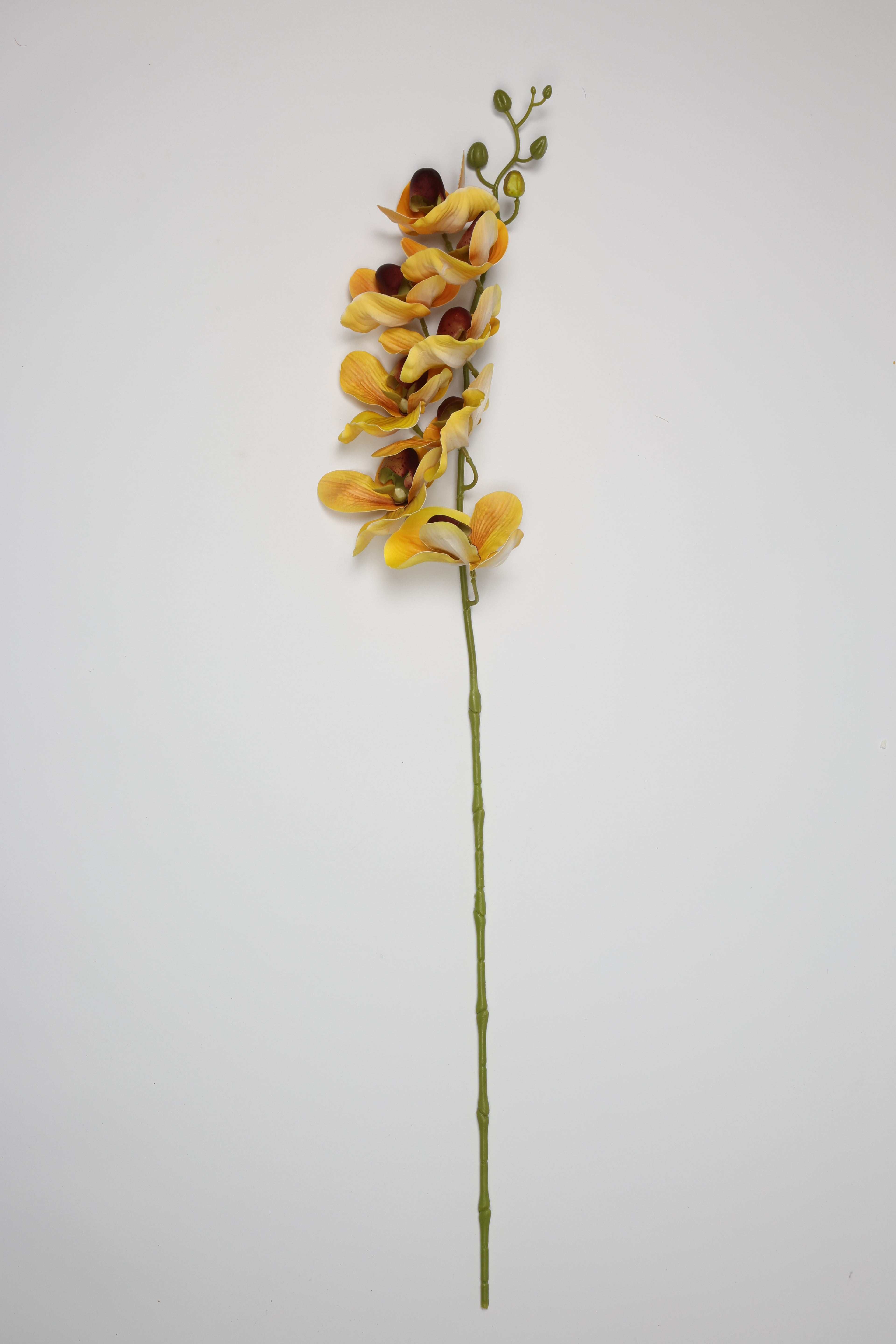 Phalaenopsis - Yellow 8 Roses