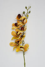 Phalaenopsis - Yellow 8 Roses