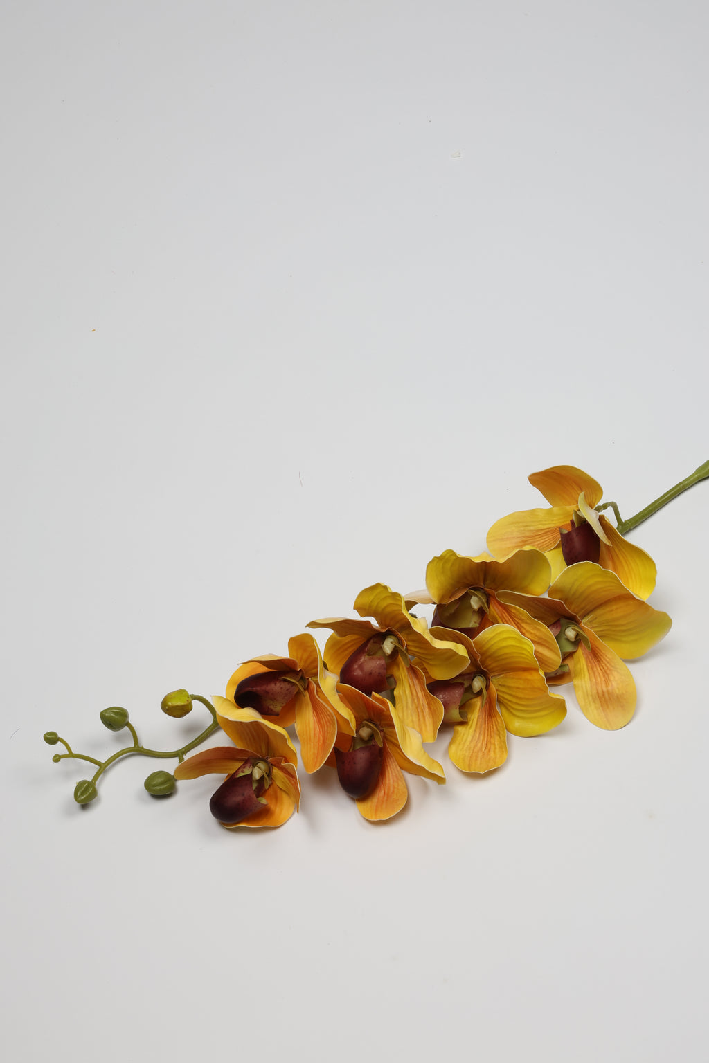 Phalaenopsis - Yellow 8 Roses