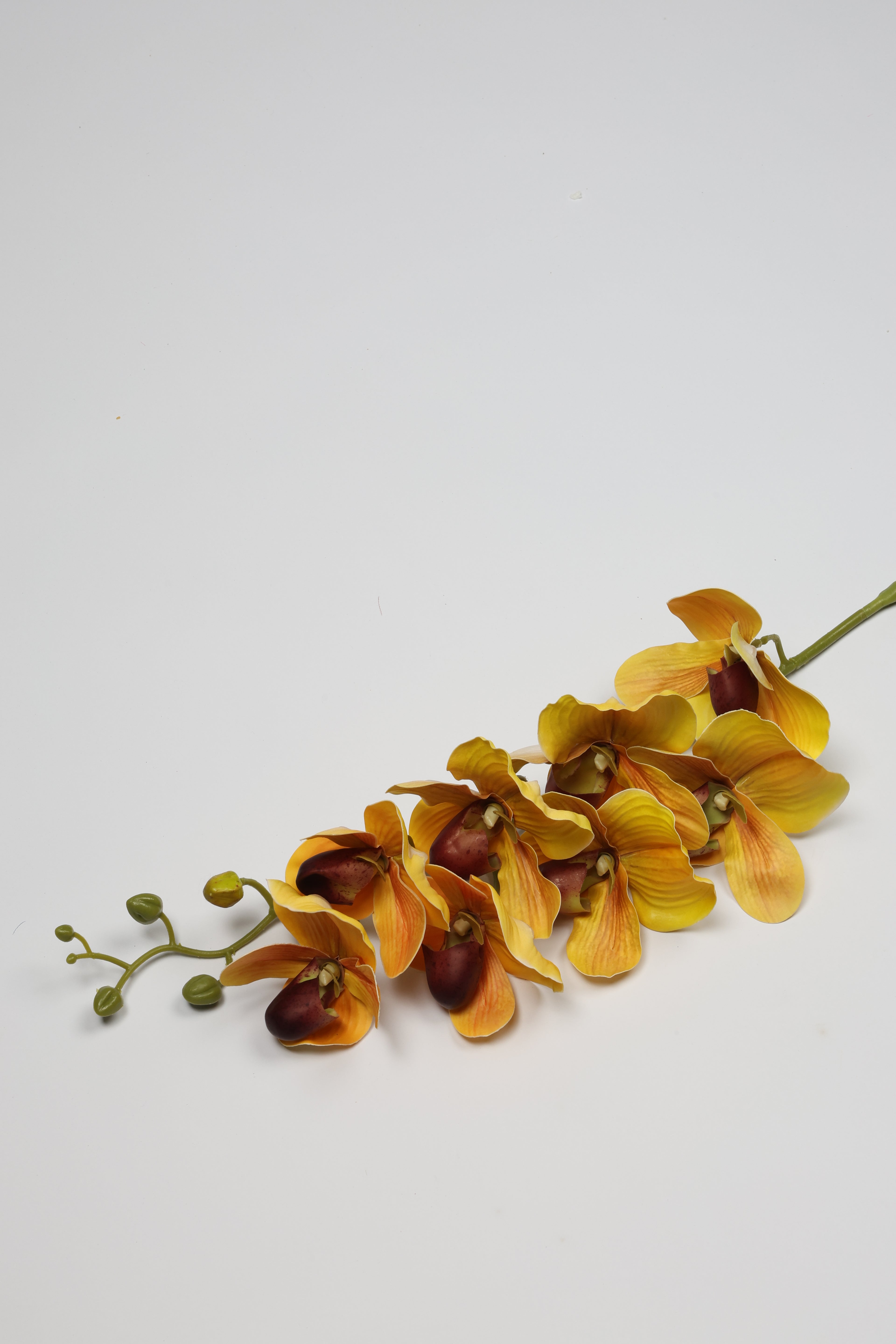 Phalaenopsis - Yellow 8 Roses
