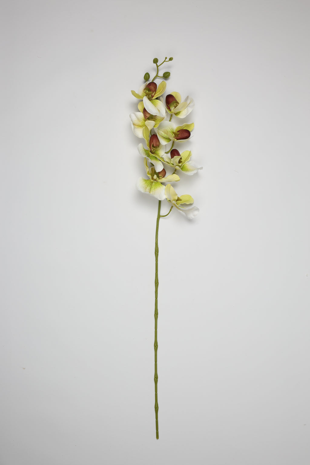 Phalaenopsis - White*Green 8 Roses