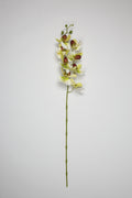 Phalaenopsis - White*Green 8 Roses