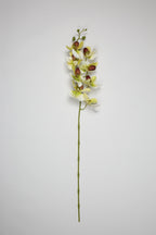 Phalaenopsis - White*Green 8 Roses