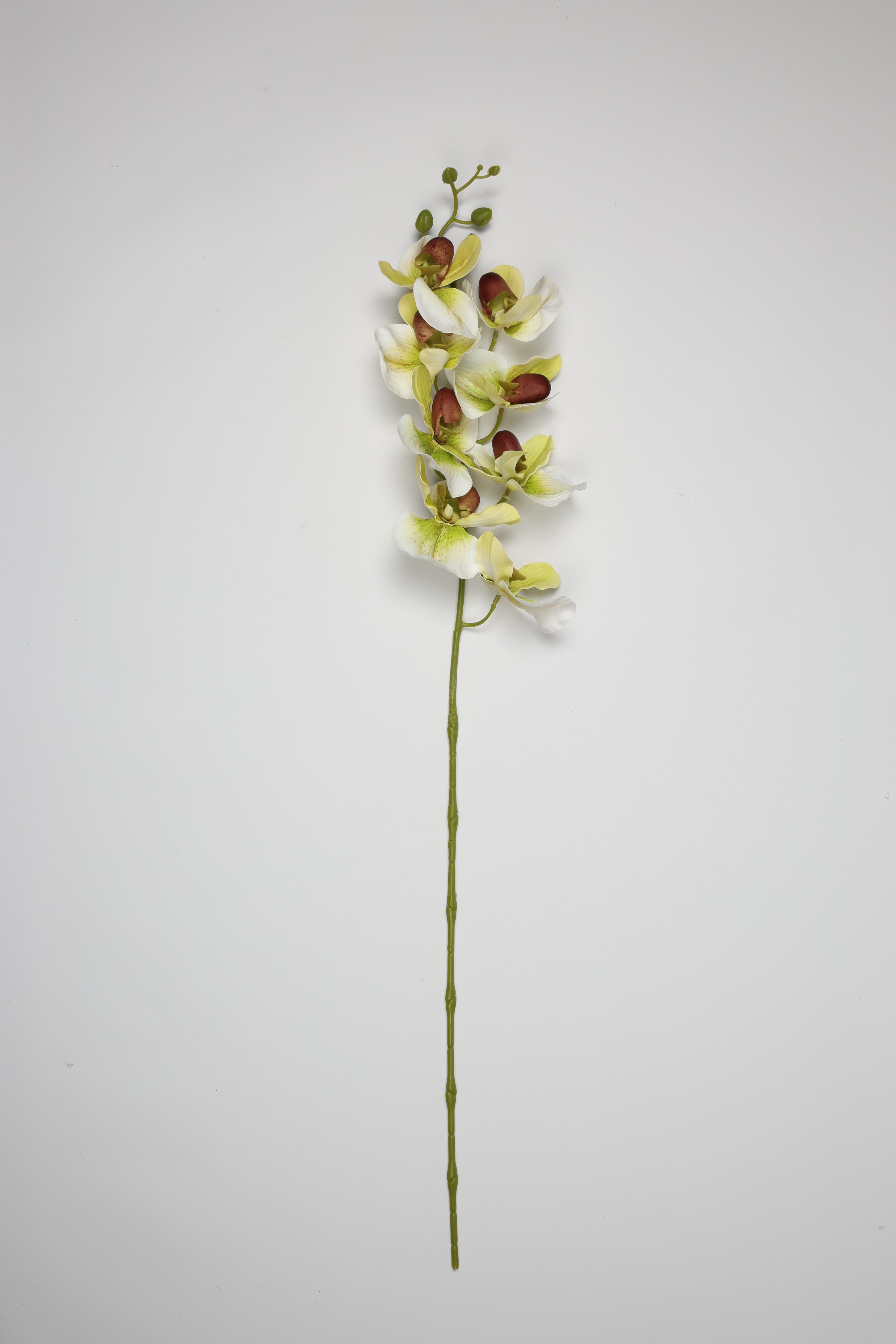 Phalaenopsis - White*Green 8 Roses