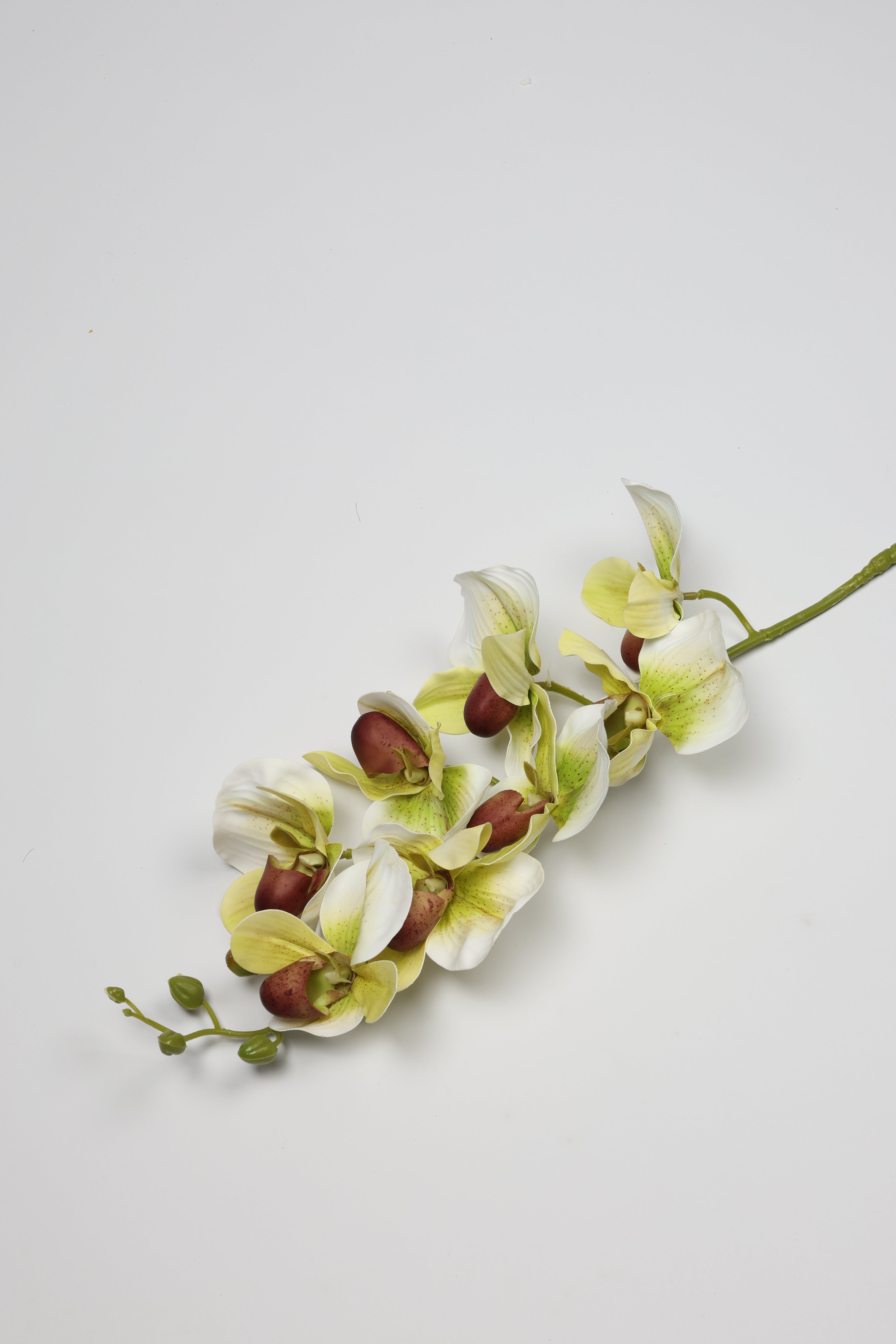 Phalaenopsis - White*Green 8 Roses