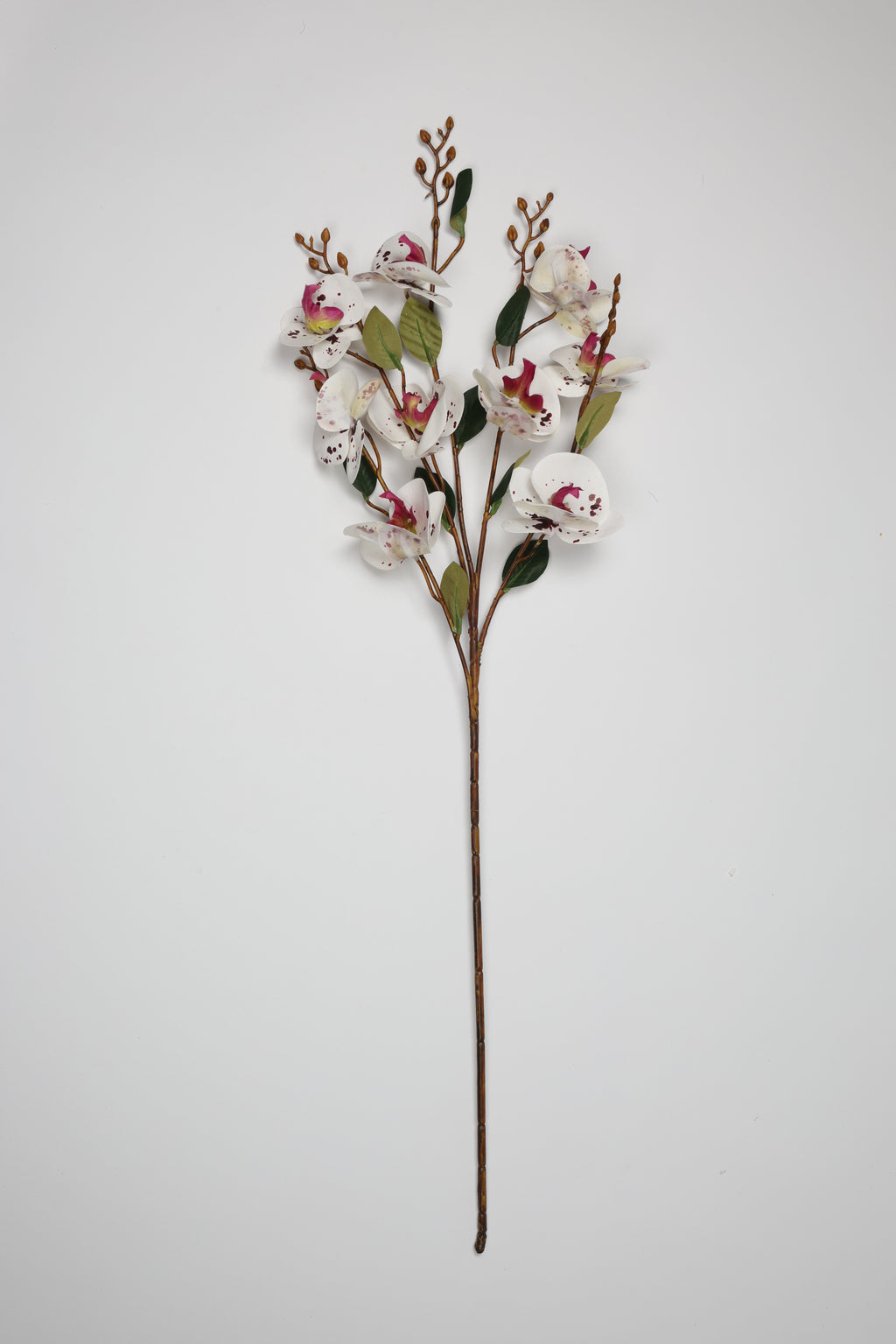 Phalaenopsis - White*Pink 9 Roses*5 Lines