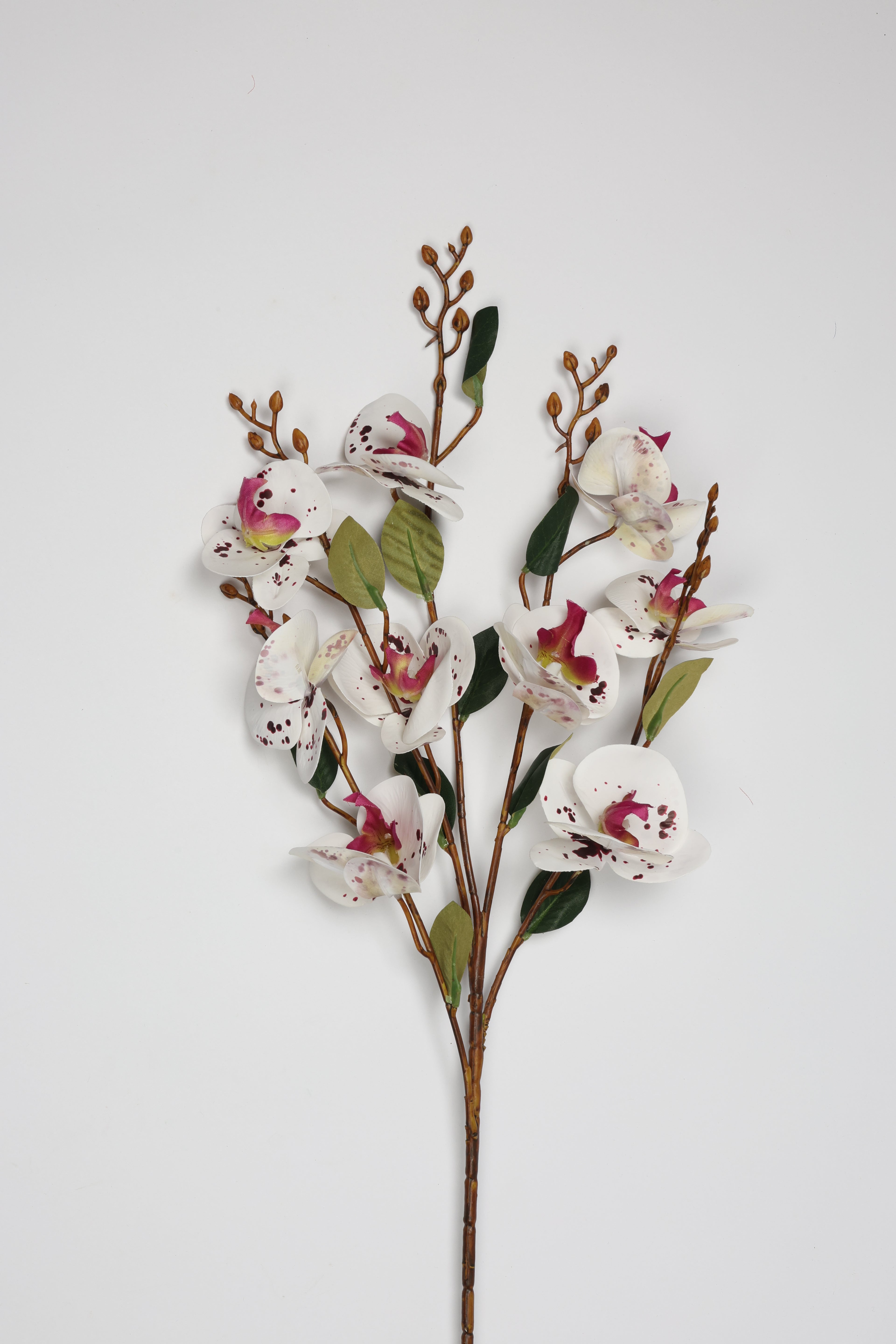 Phalaenopsis - White*Pink 9 Roses*5 Lines