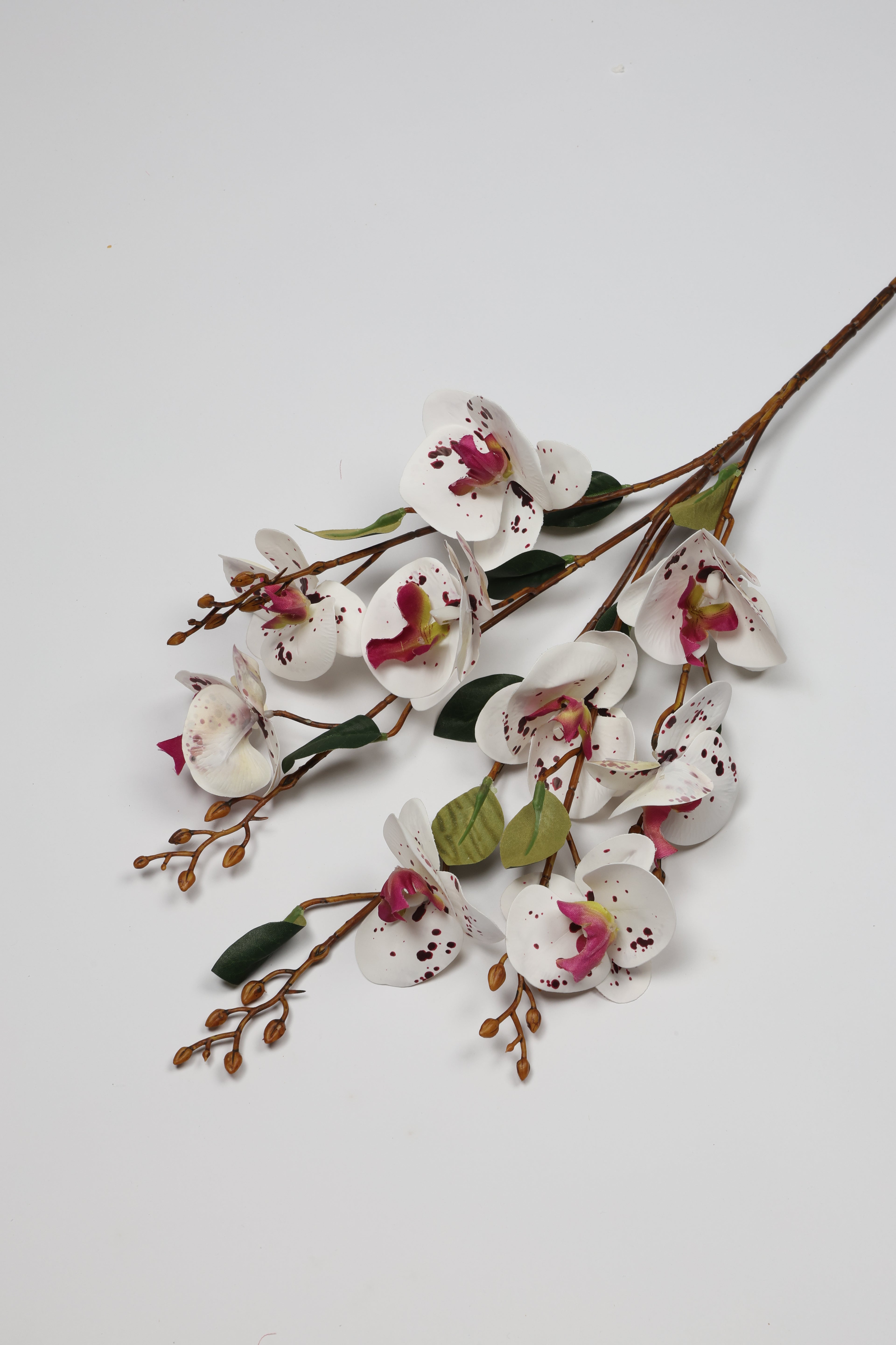 Phalaenopsis - White*Pink 9 Roses*5 Lines