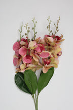 Vernoxex - Pink Coll