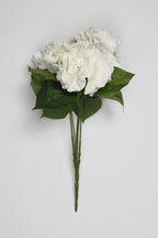Ortancia - White Coll