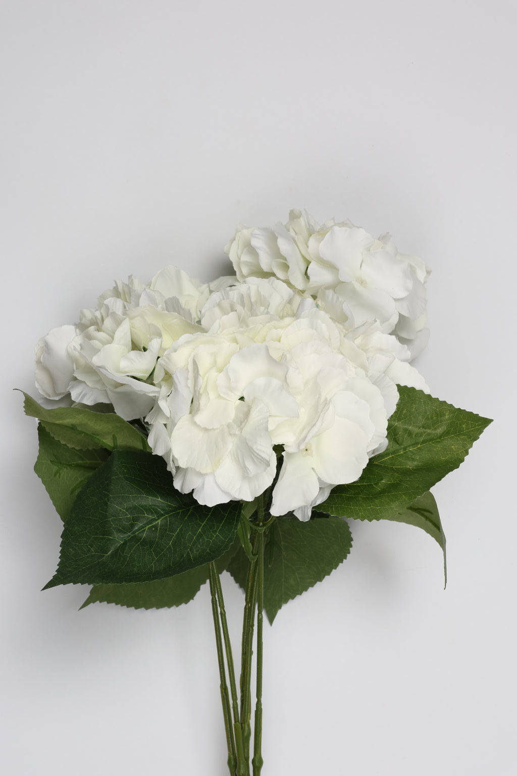 Ortancia - White Coll