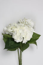 Ortancia - White Coll