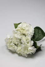 Ortancia - White Coll
