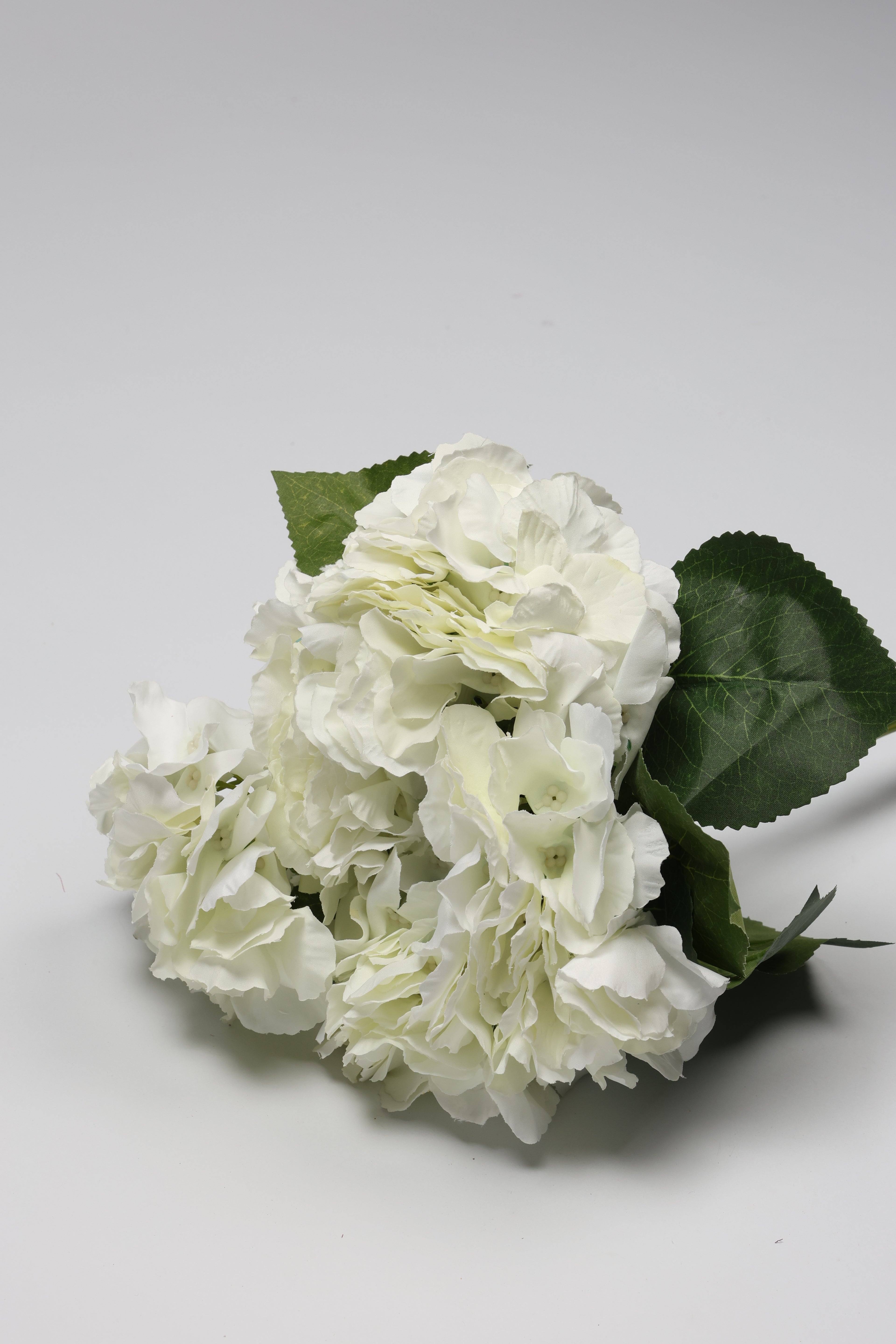 Ortancia - White Coll