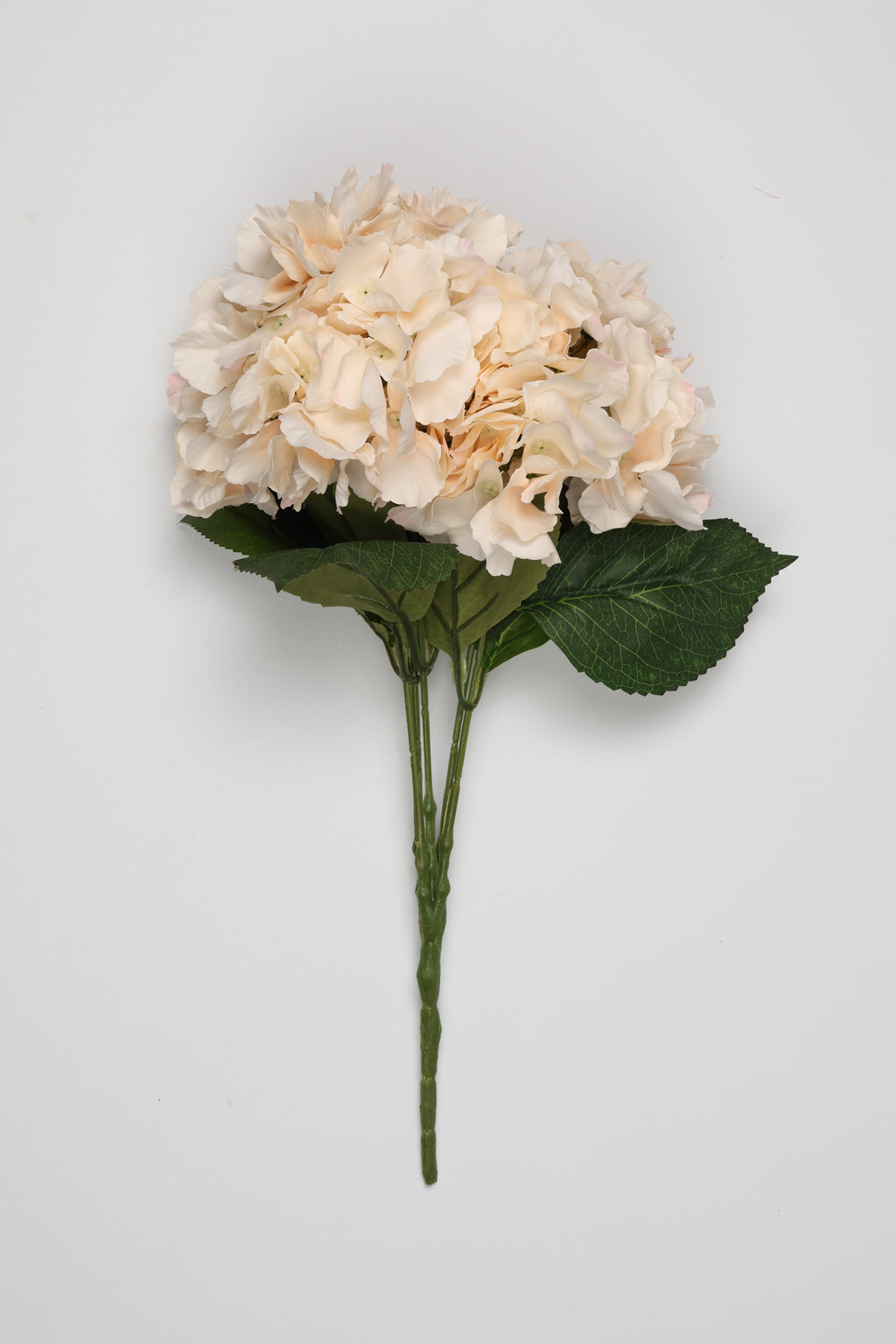 Ortancia - Semon Coll