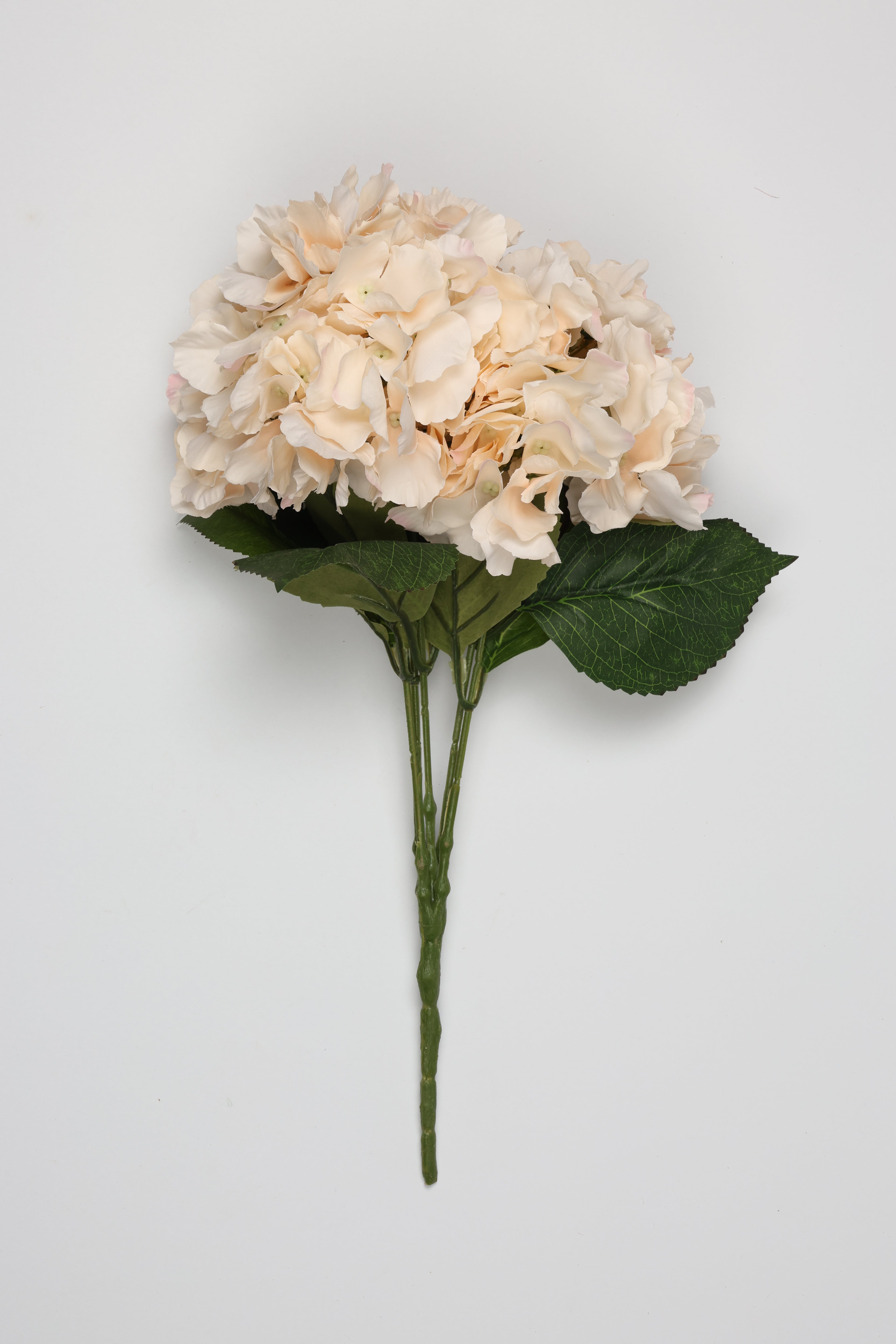 Ortancia - Semon Coll