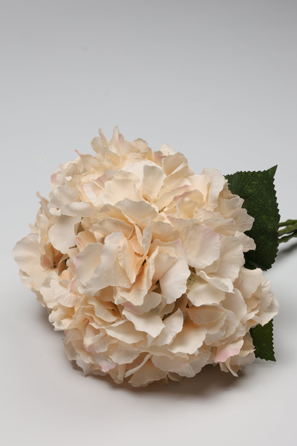Ortancia - Semon Coll