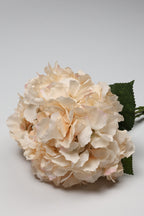 Ortancia - Semon Coll