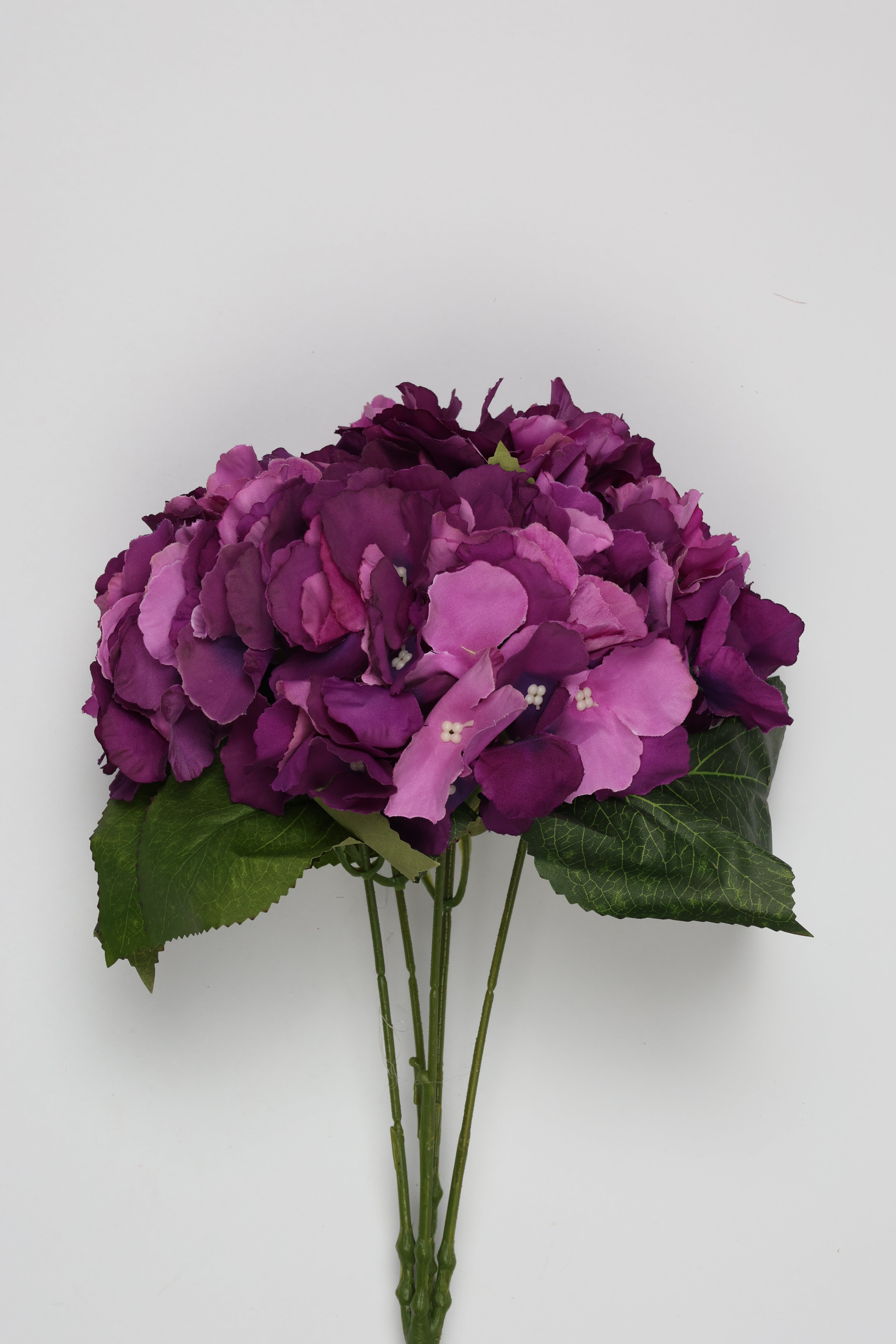 Ortancia - Black Foshia Coll