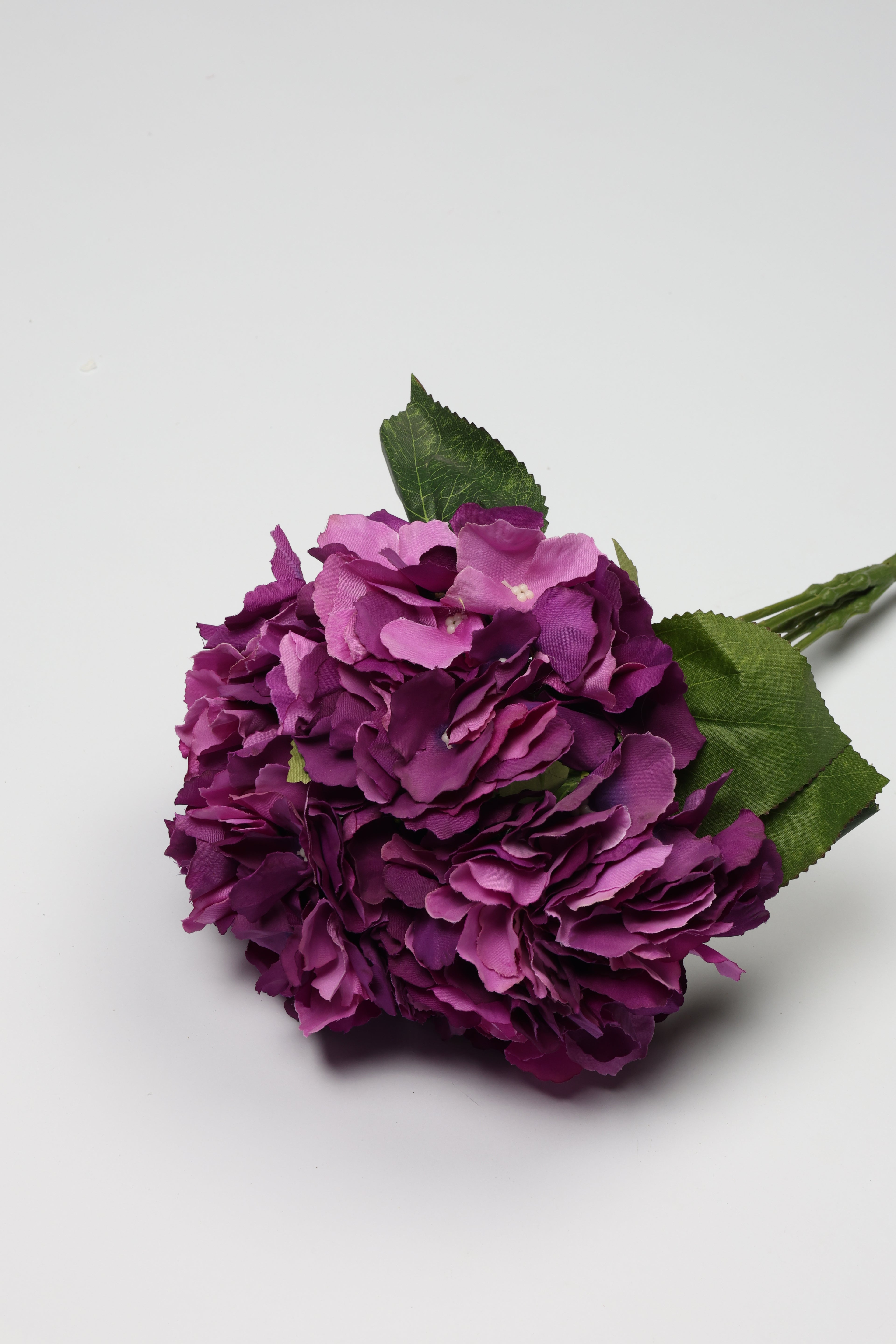 Ortancia - Black Foshia Coll
