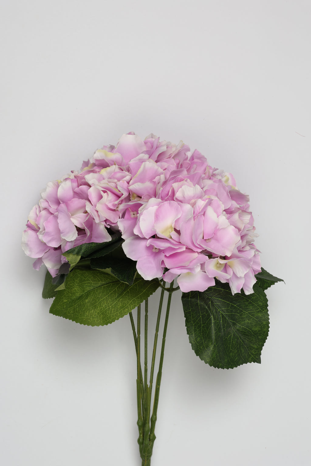 Ortancia - W Purple Coll