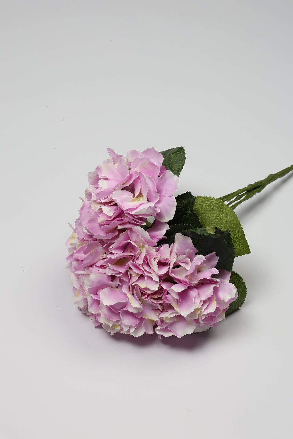 Ortancia - W Purple Coll