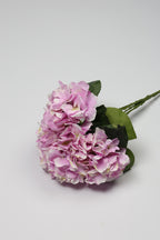 Ortancia - W Purple Coll