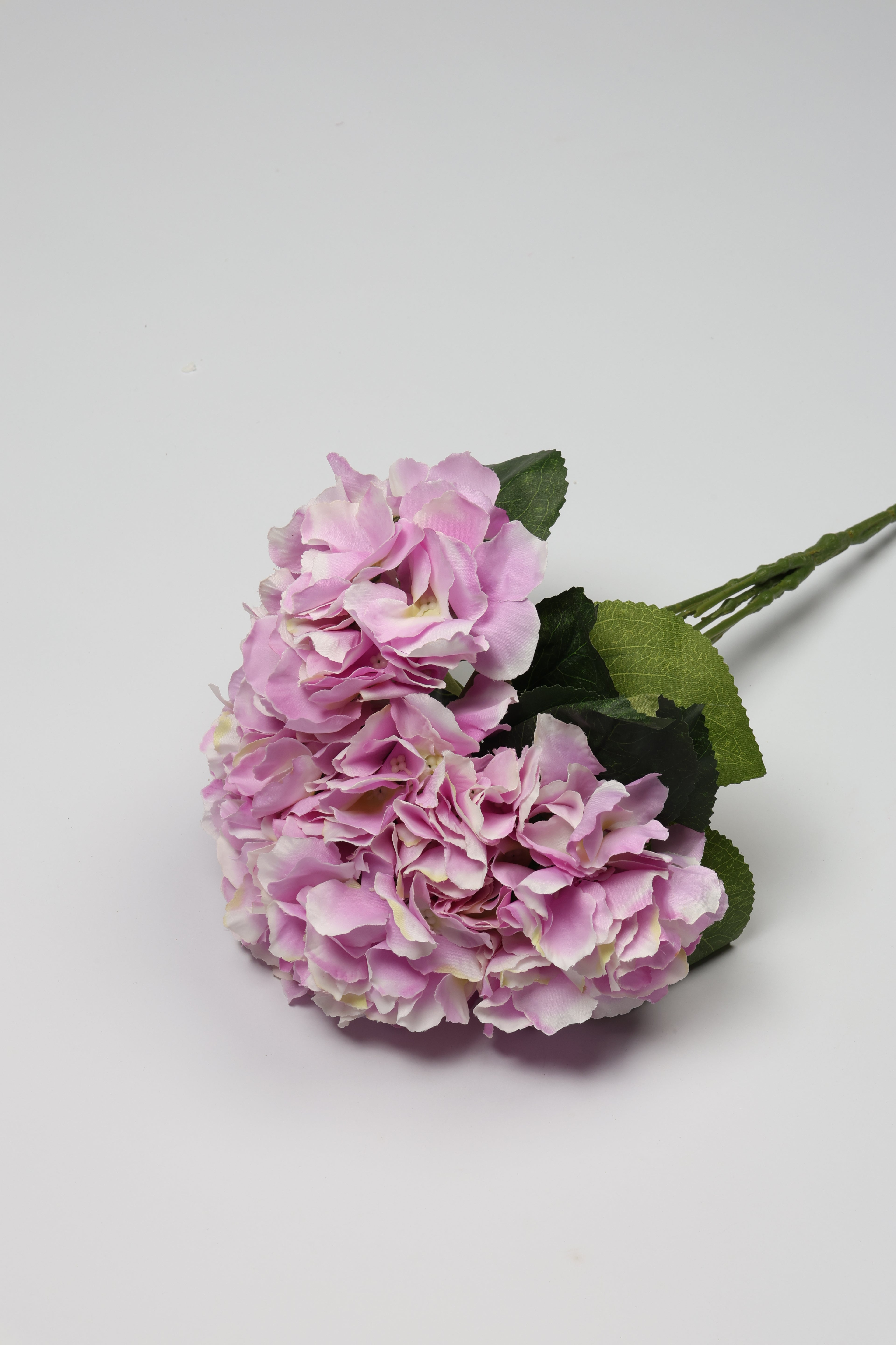 Ortancia - W Purple Coll
