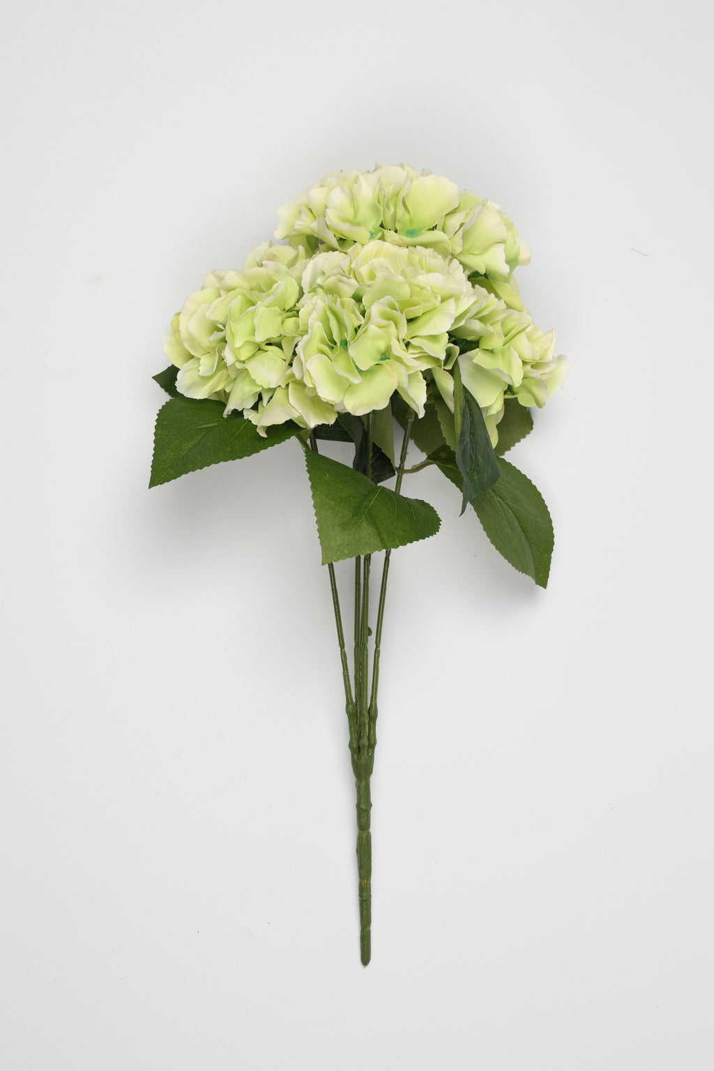 Ortancia - W Green Coll