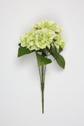 Ortancia - W Green Coll