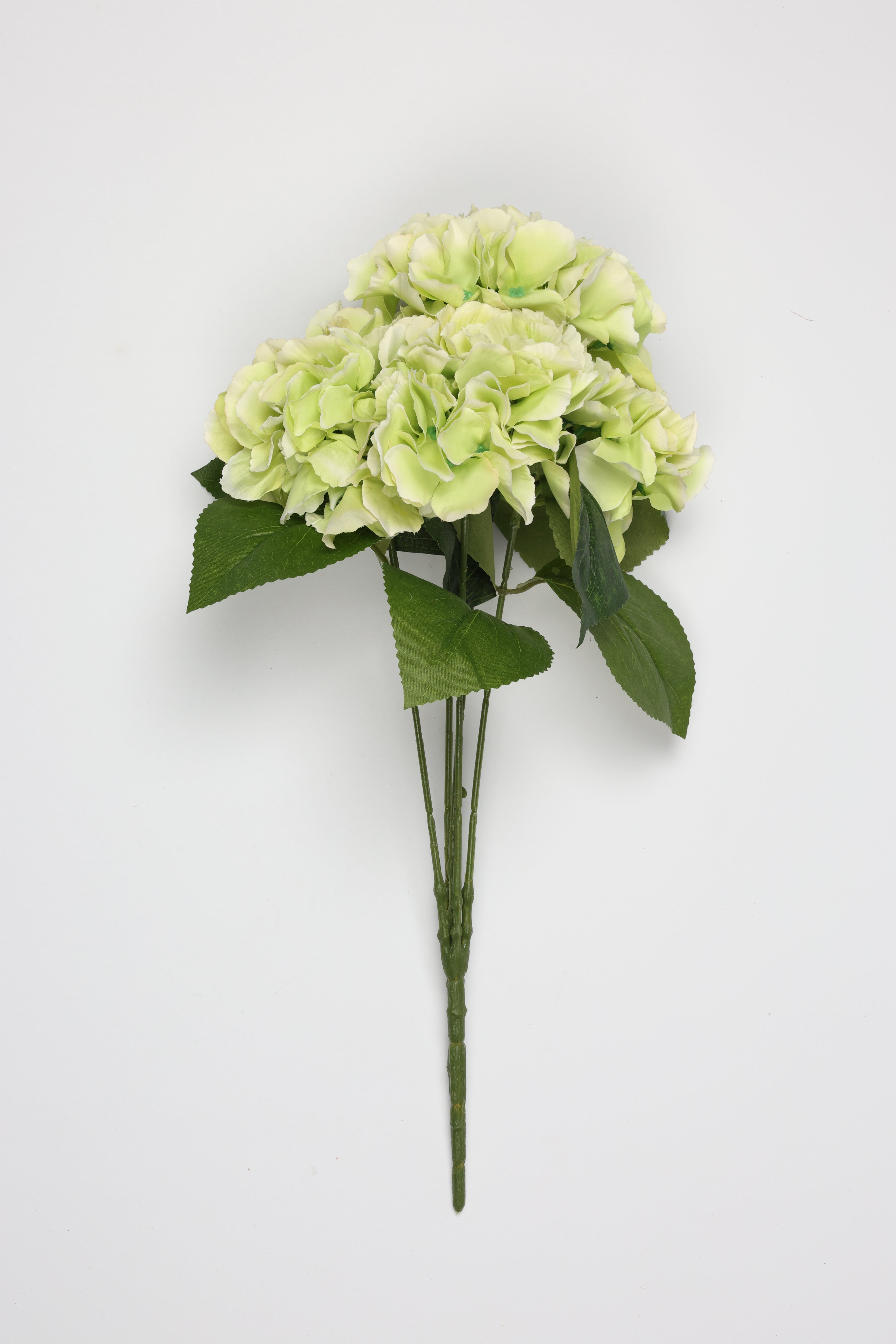 Ortancia - W Green Coll