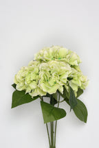 Ortancia - W Green Coll