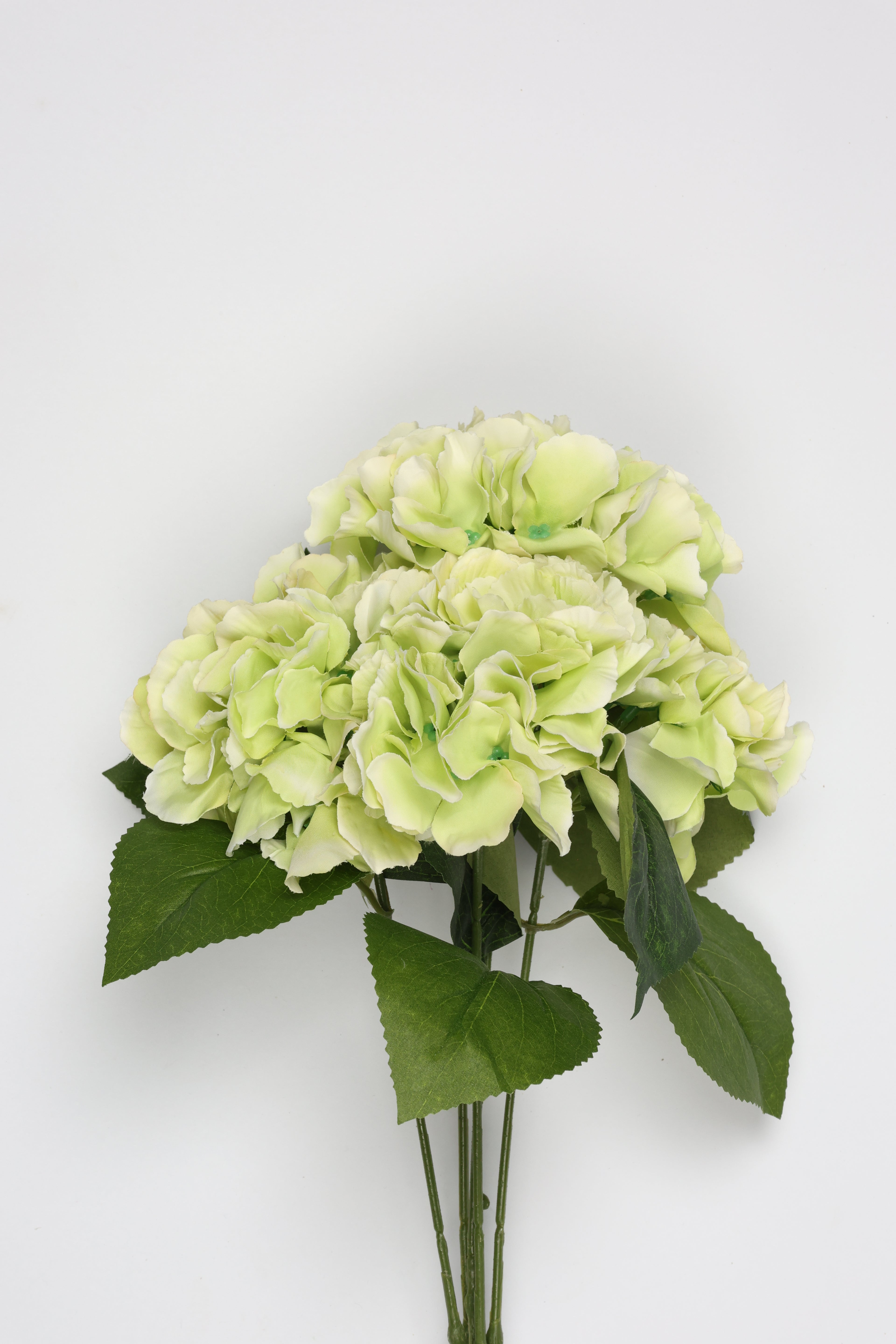 Ortancia - W Green Coll