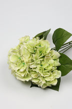 Ortancia - W Green Coll