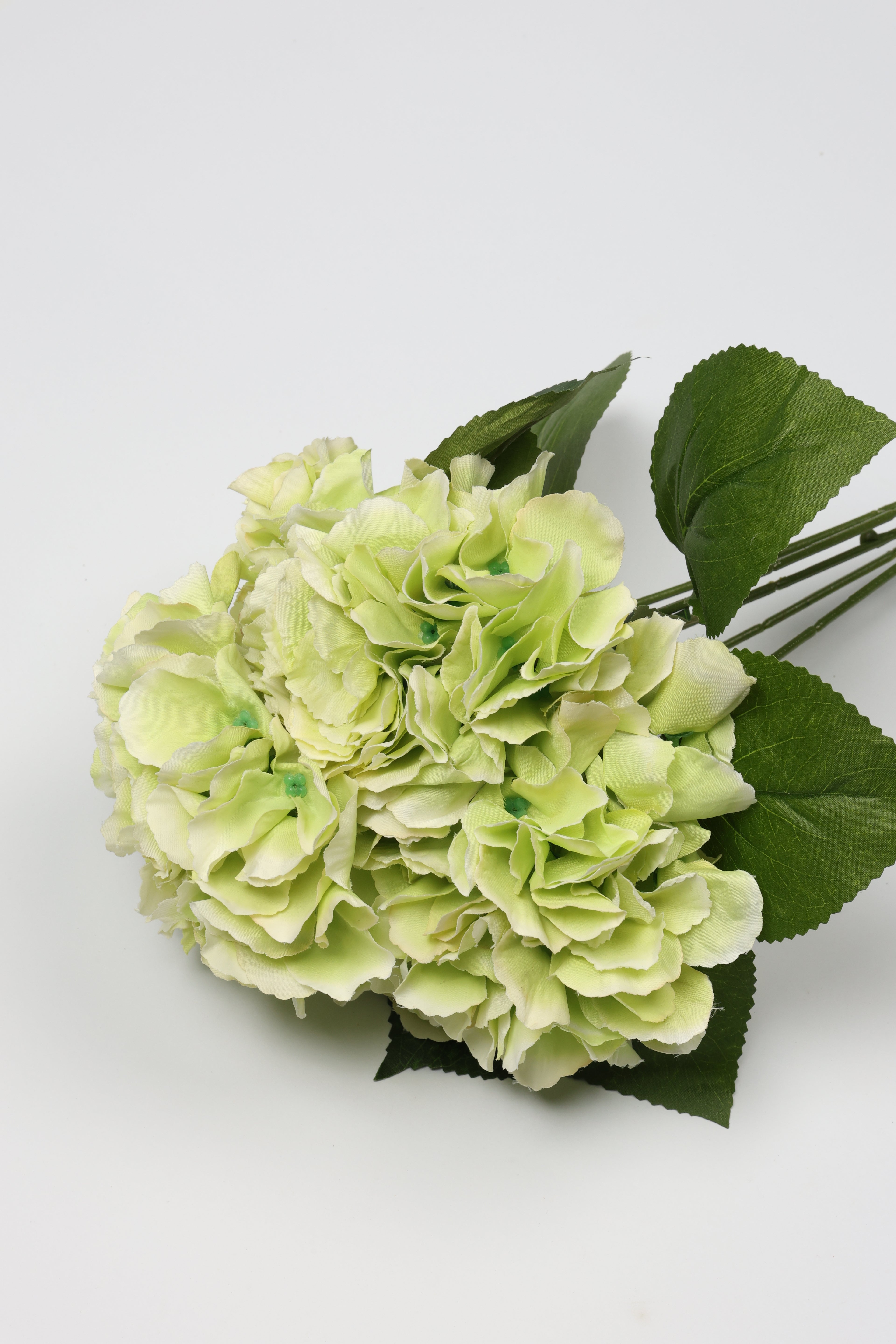 Ortancia - W Green Coll