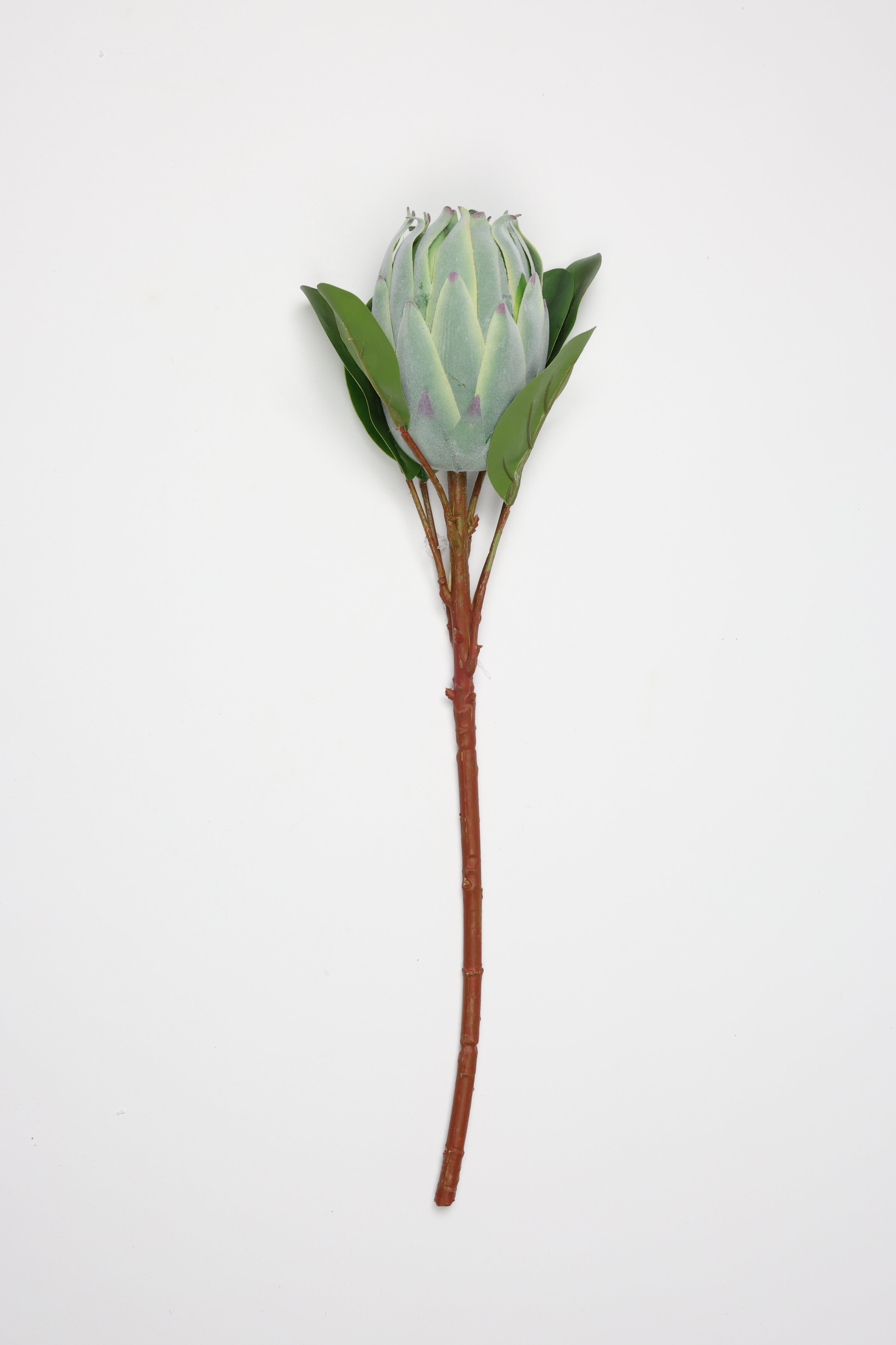 Poritia - Green Single Rose