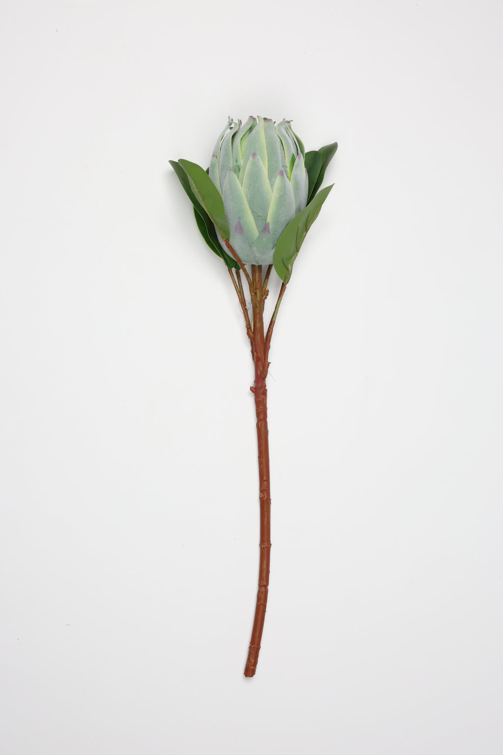 Poritia - Green Single Rose