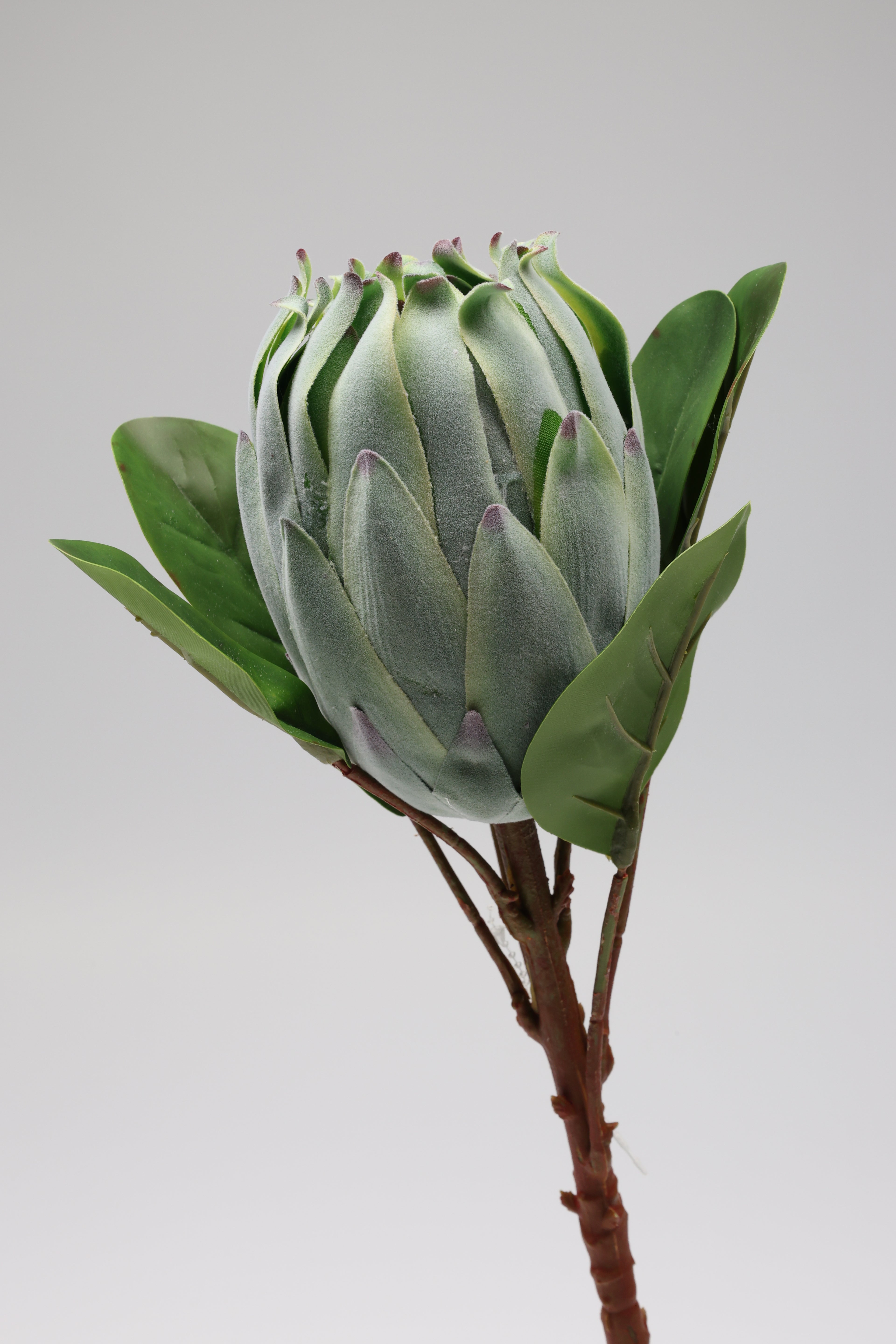 Poritia - Green Single Rose