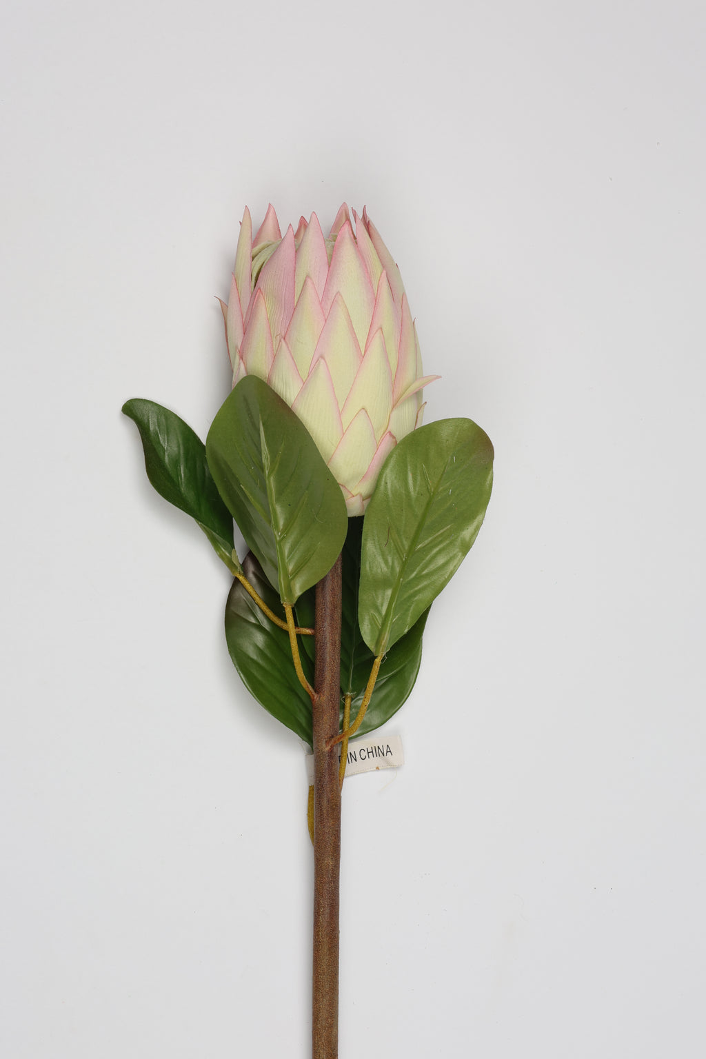 Poritia - Pink Single Rose