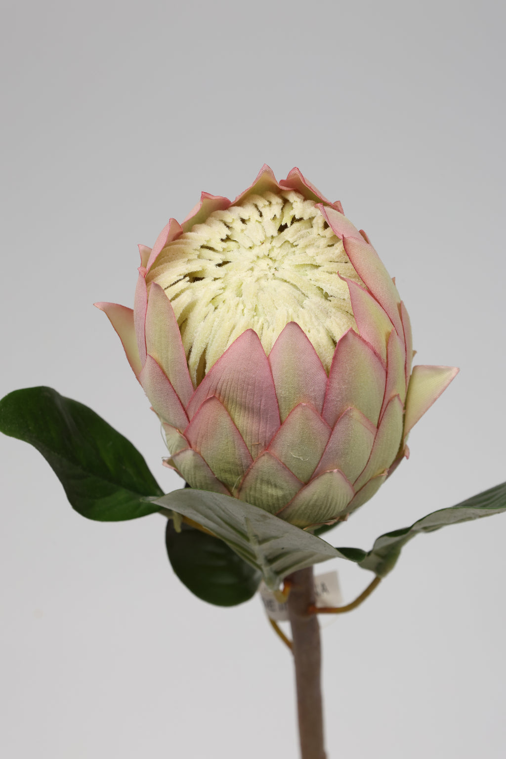 Poritia - Pink Single Rose