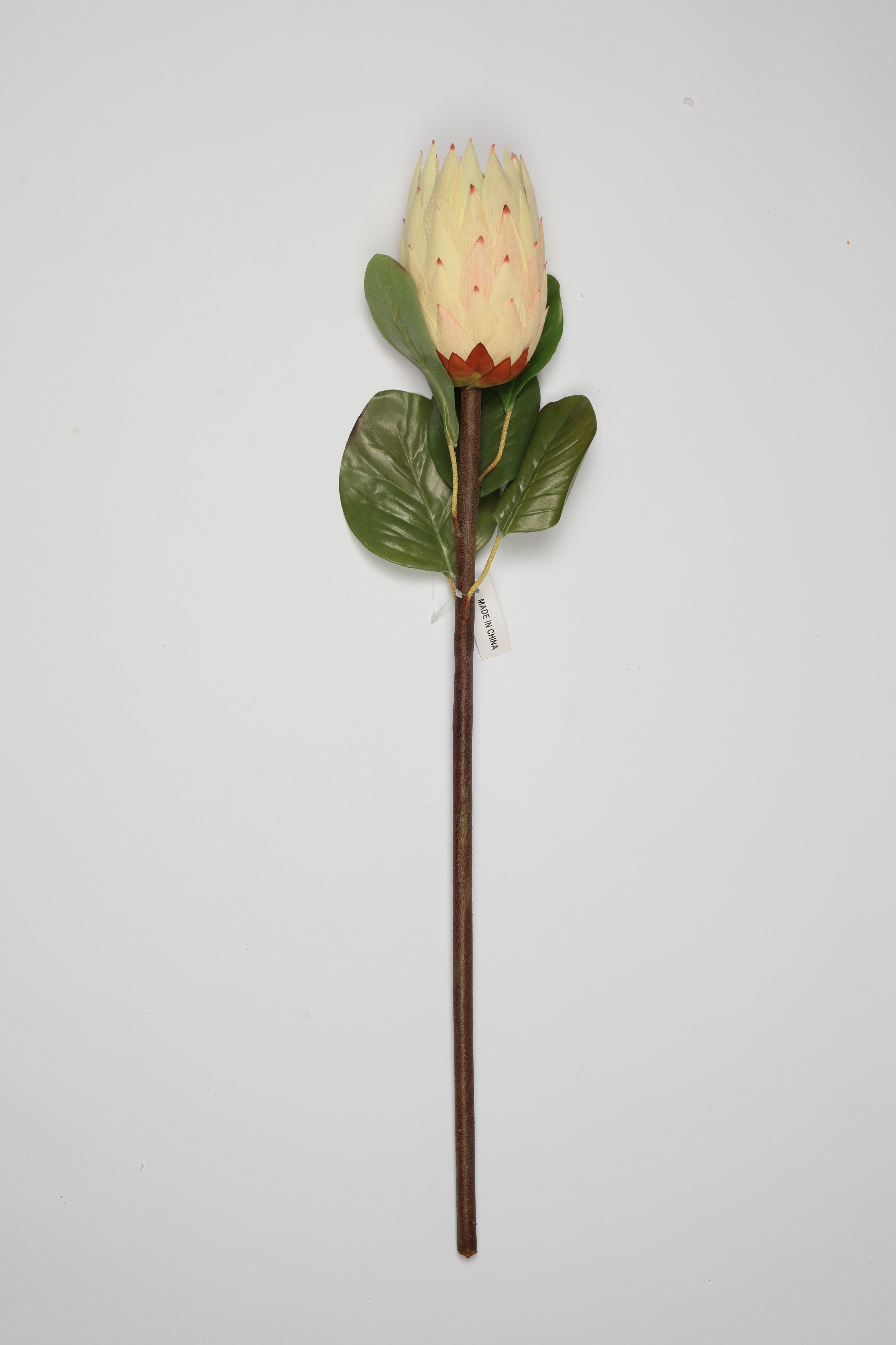 Poritia - Simon Single Rose