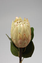 Poritia - Simon Single Rose