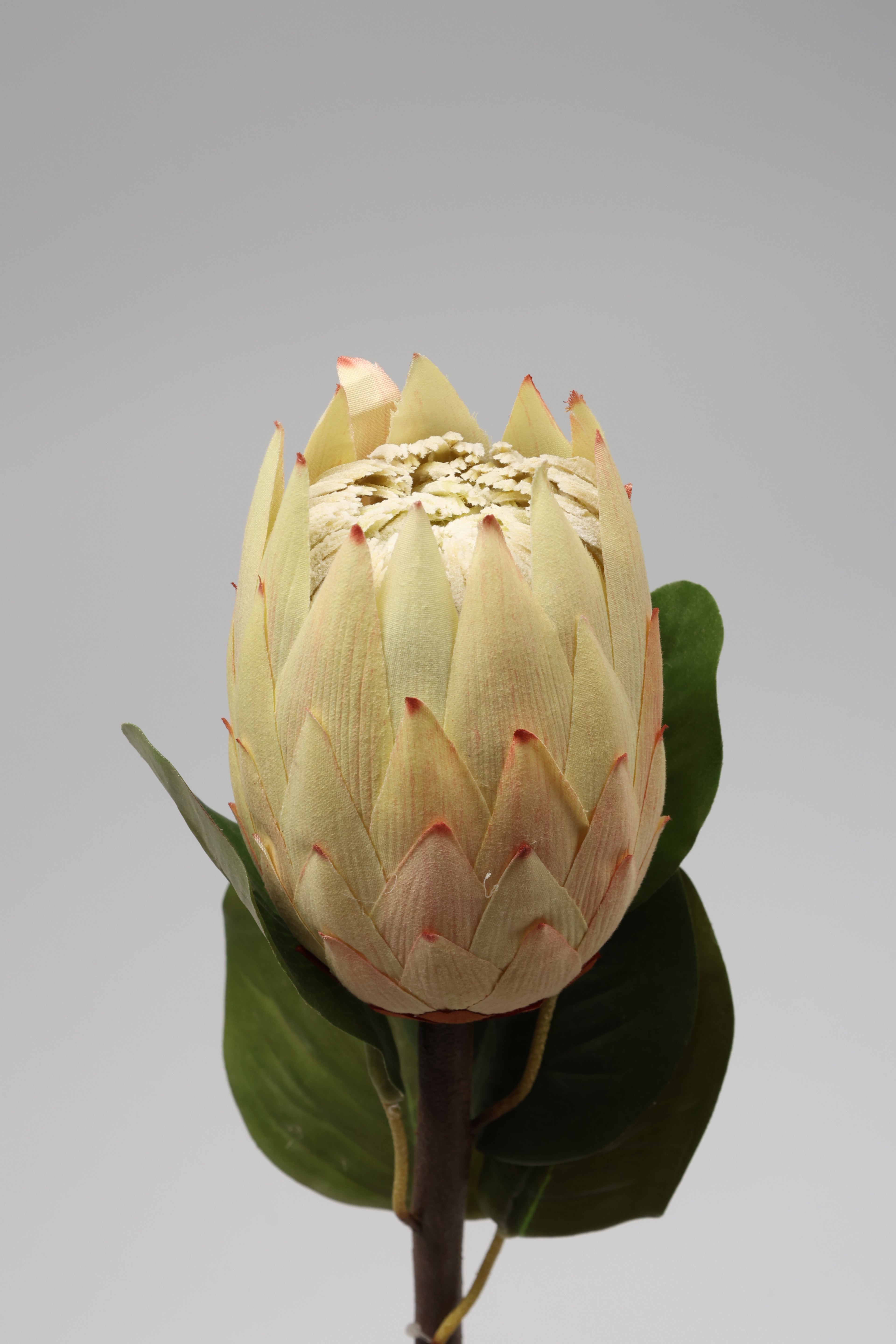 Poritia - Simon Single Rose
