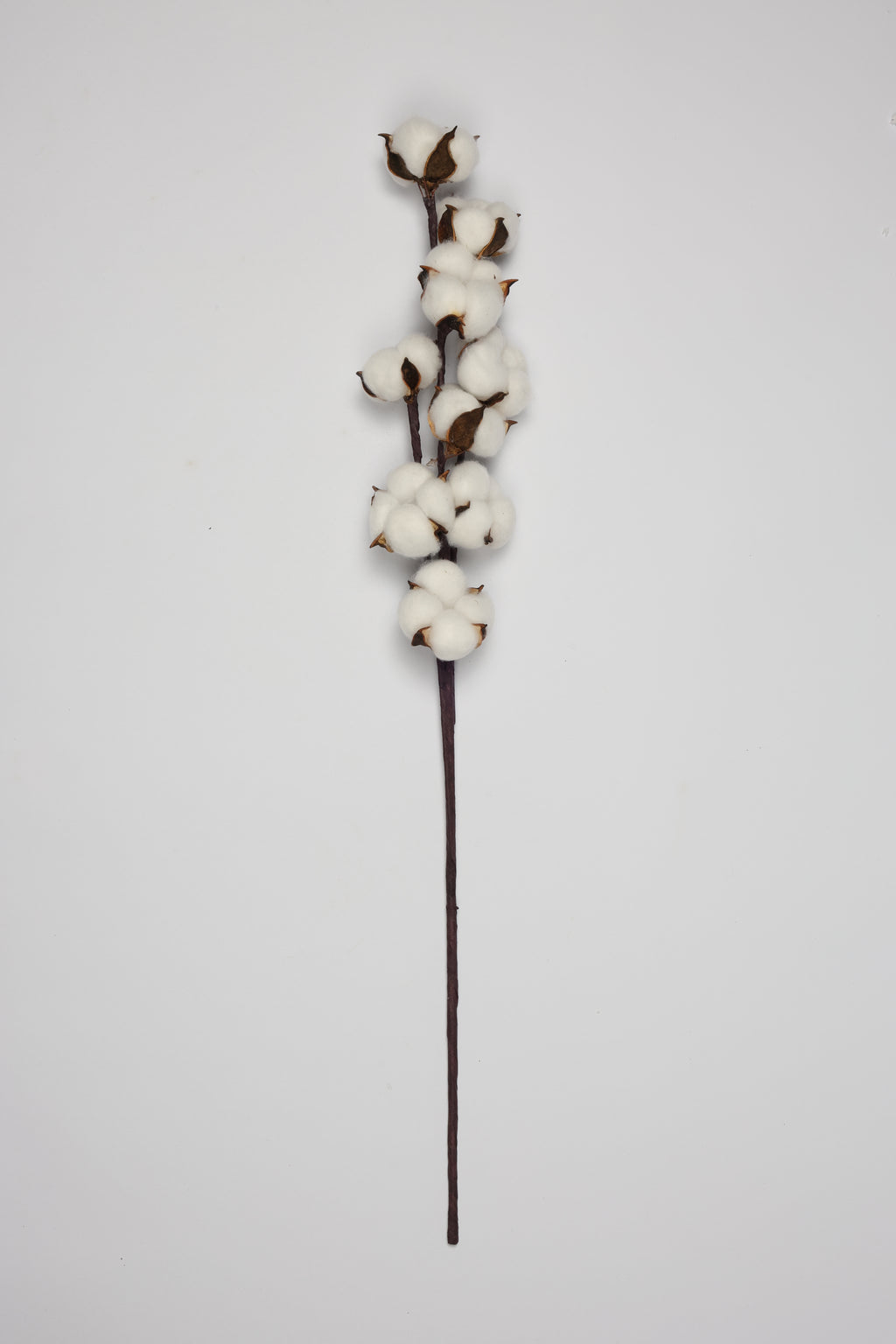 Cotton - Single