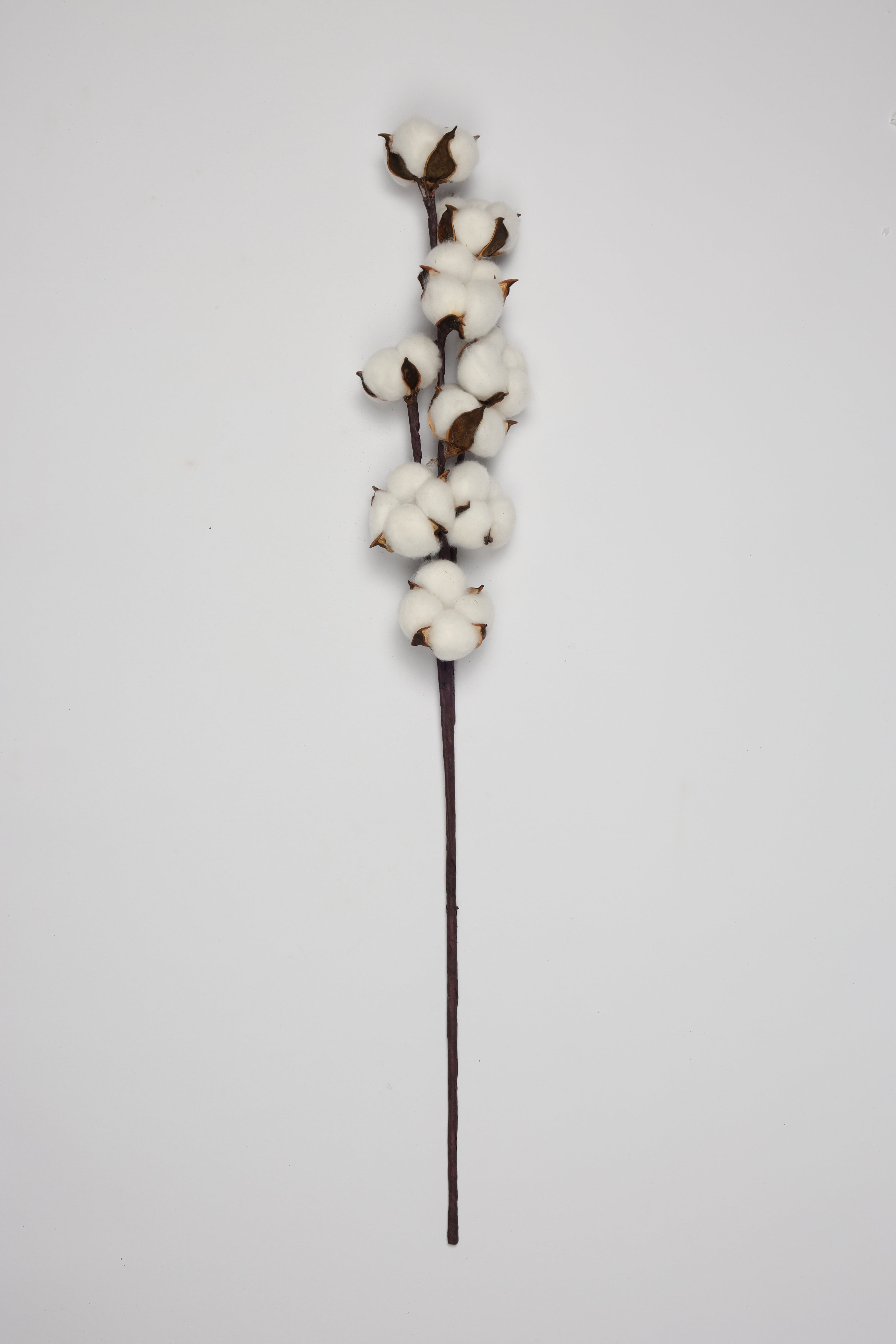 Cotton - Single
