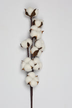 Cotton - Single