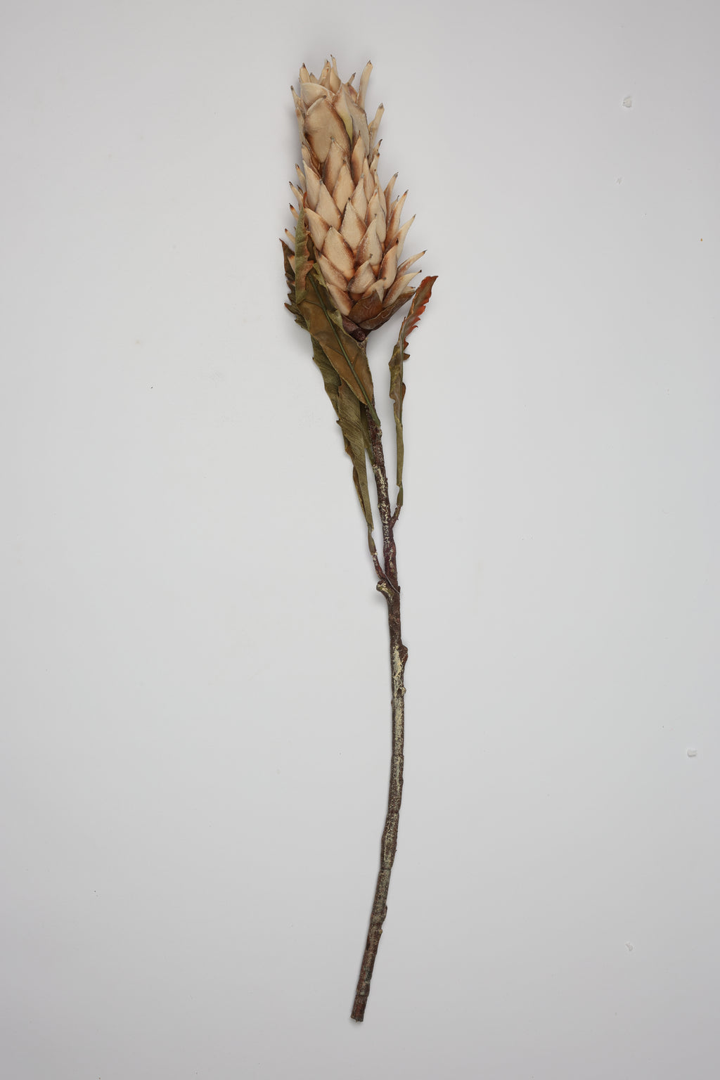 Pinapple - Off White - Single