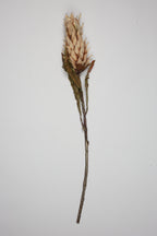 Pinapple - Off White - Single