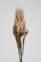 Pinapple - Off White - Single