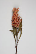Pinapple - Orange - Single
